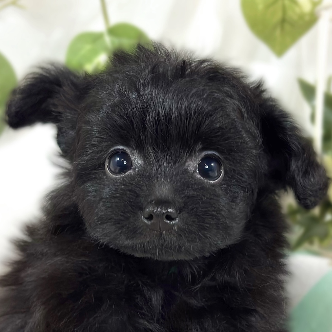 ハーフ犬女の子の写真