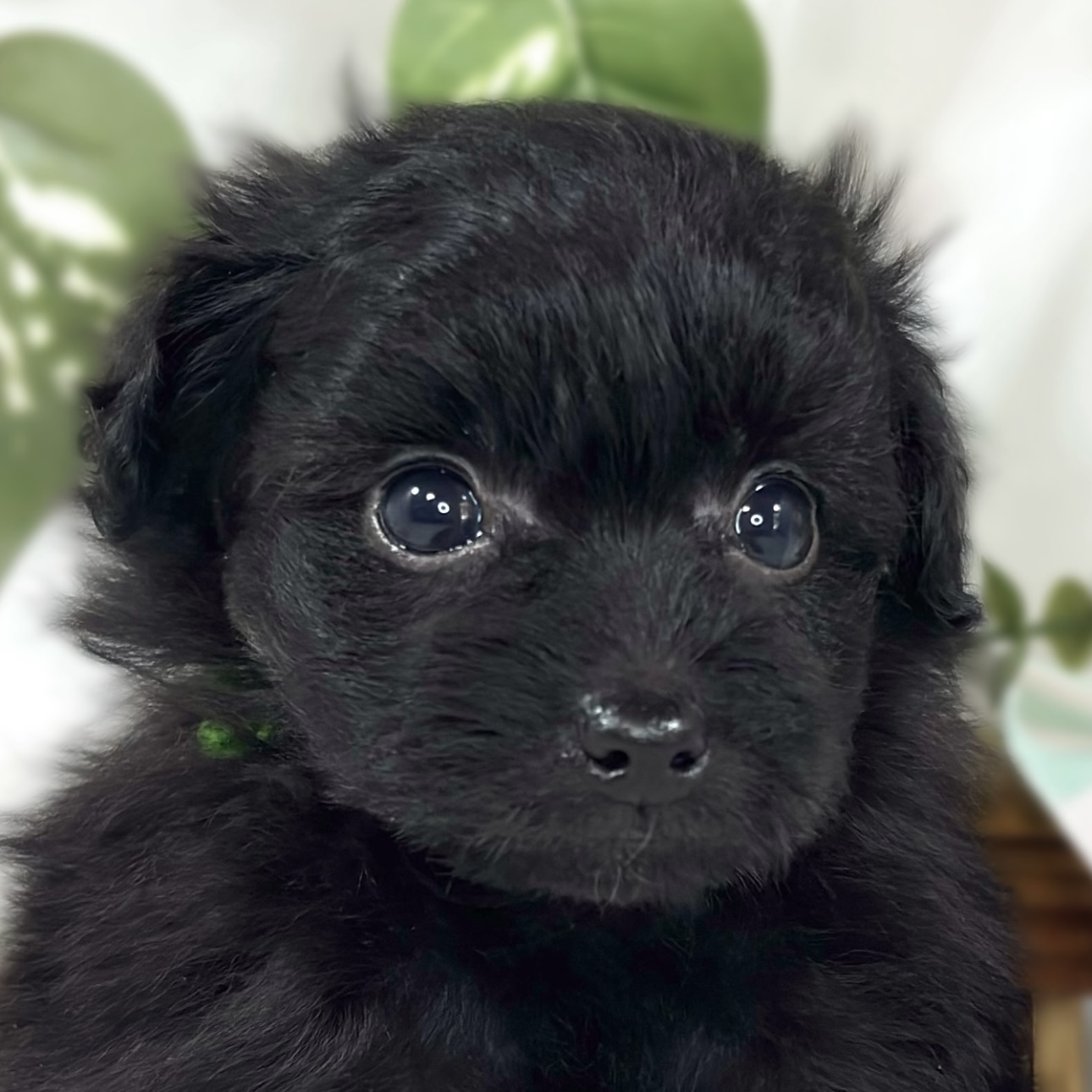 ハーフ犬女の子の写真