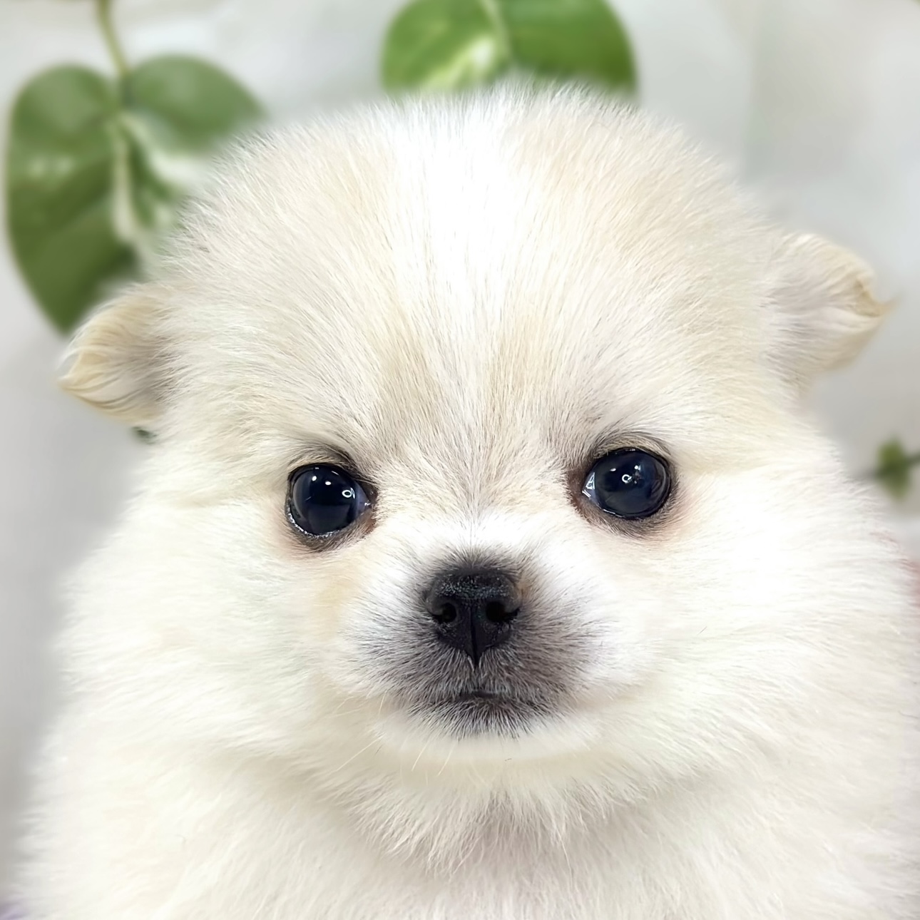 ハーフ犬女の子の写真