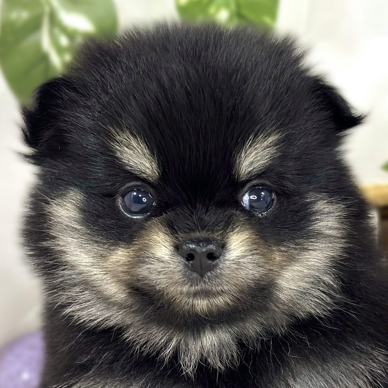 ハーフ犬女の子の写真