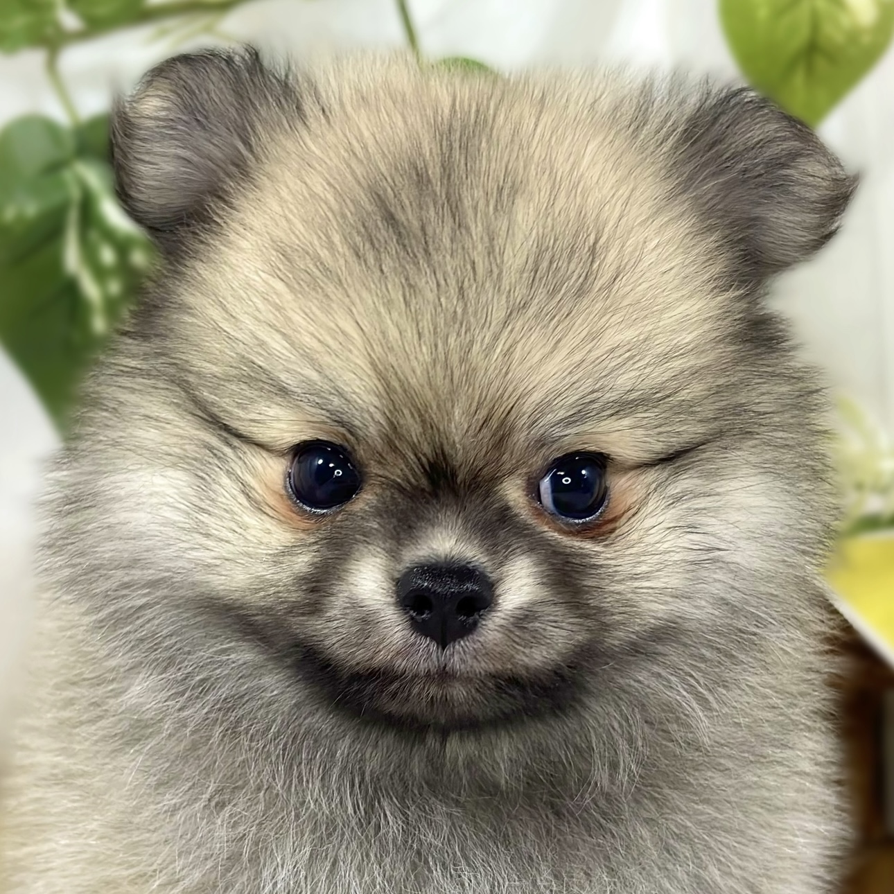 ハーフ犬男の子の写真