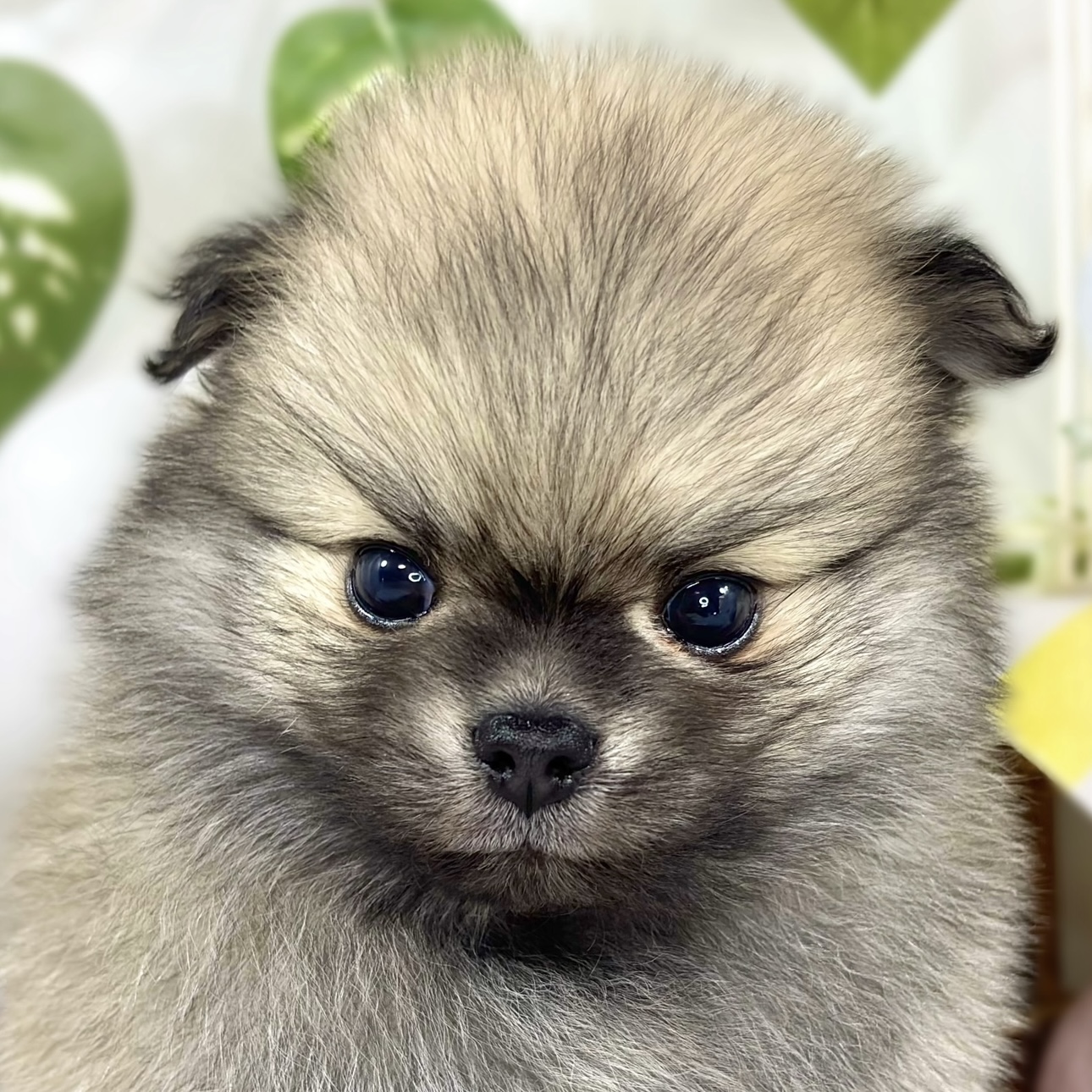 ハーフ犬男の子の写真