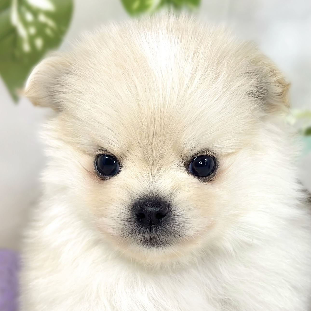 ハーフ犬男の子の写真