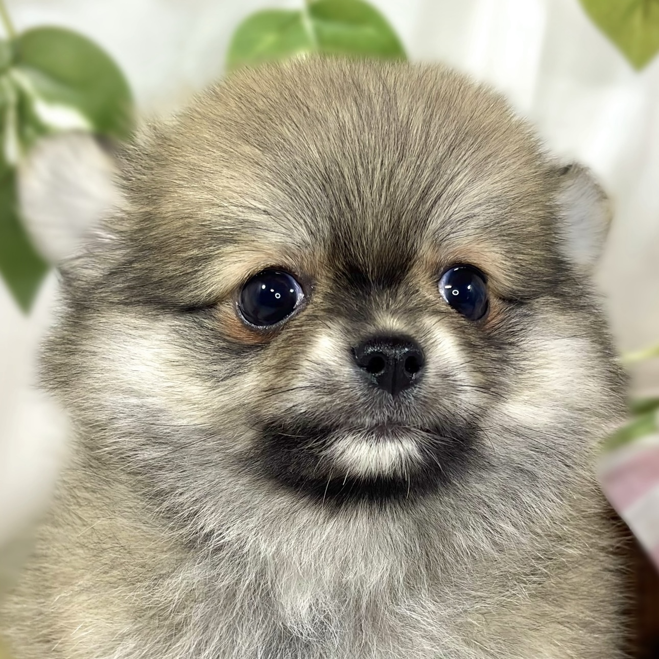 ハーフ犬男の子の写真