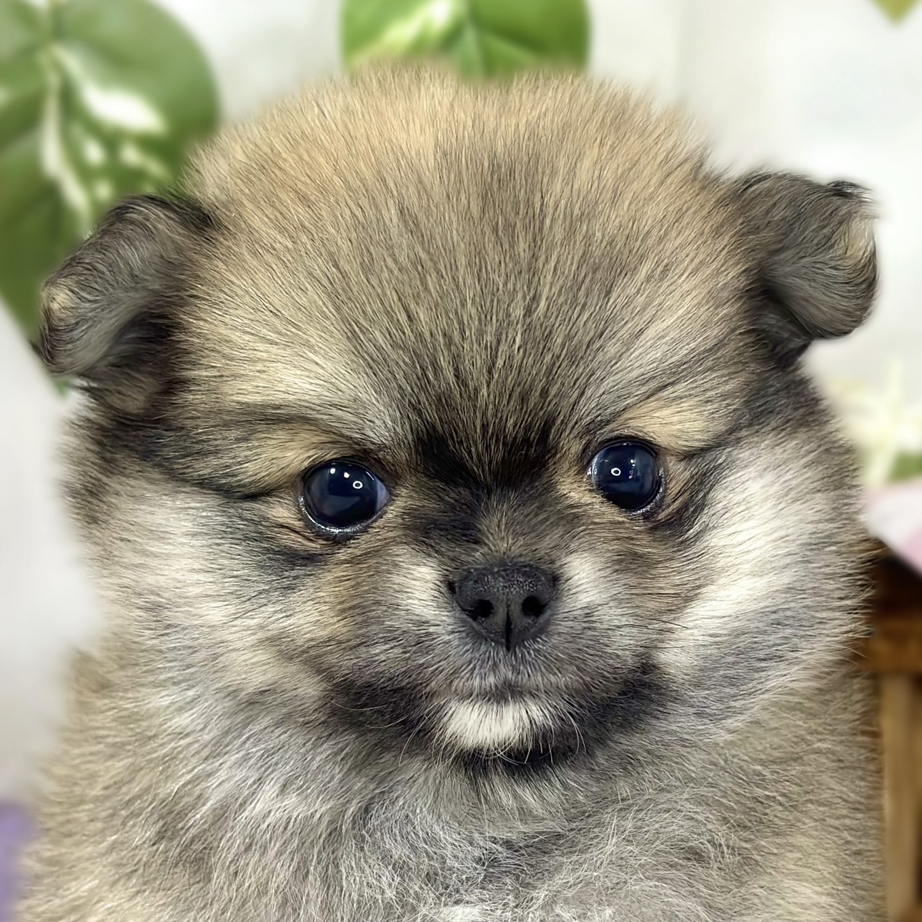 ハーフ犬男の子の写真