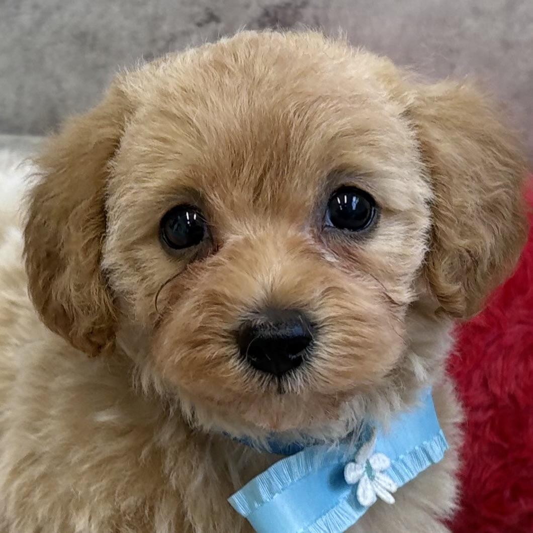 ハーフ犬女の子の写真