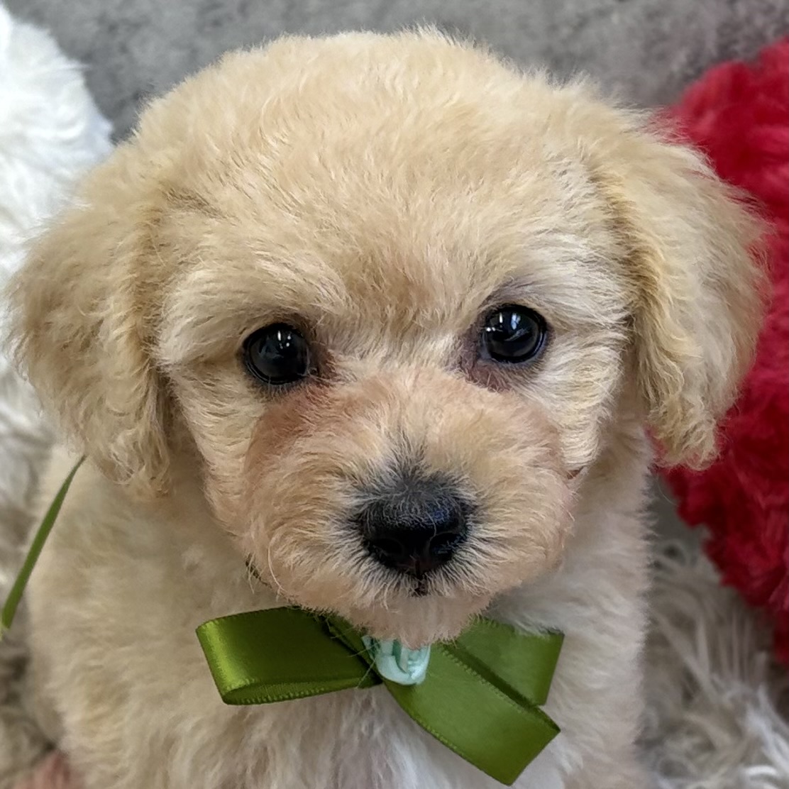 ハーフ犬女の子の写真