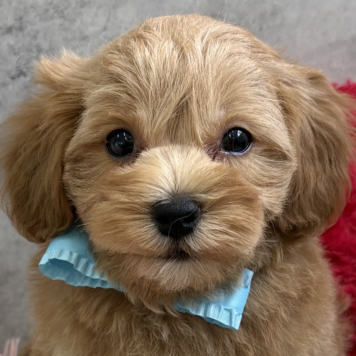 ハーフ犬男の子の写真