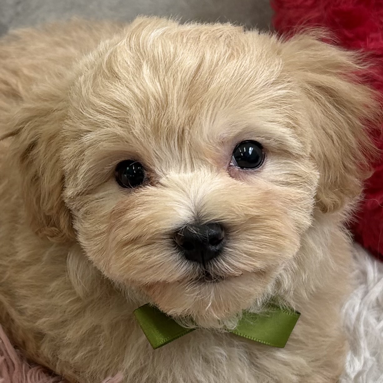 ハーフ犬男の子の写真