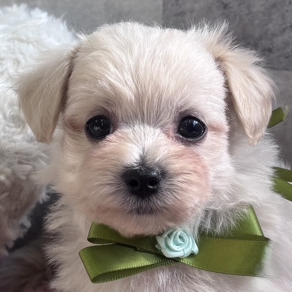 ハーフ犬男の子の写真