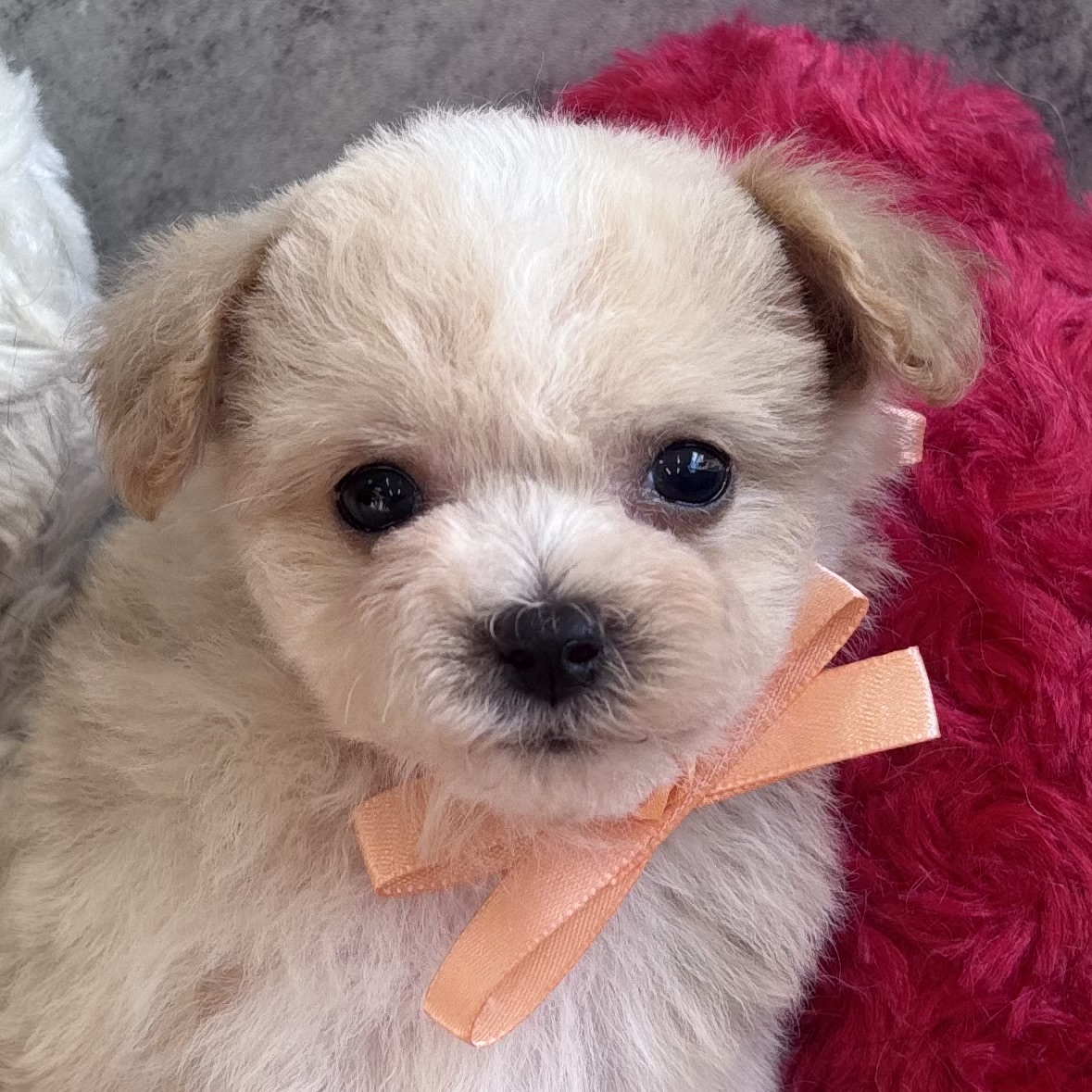 ハーフ犬男の子の写真