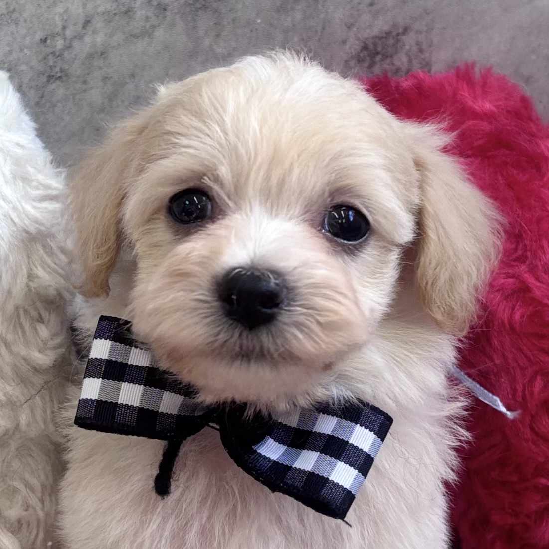 ハーフ犬男の子の写真