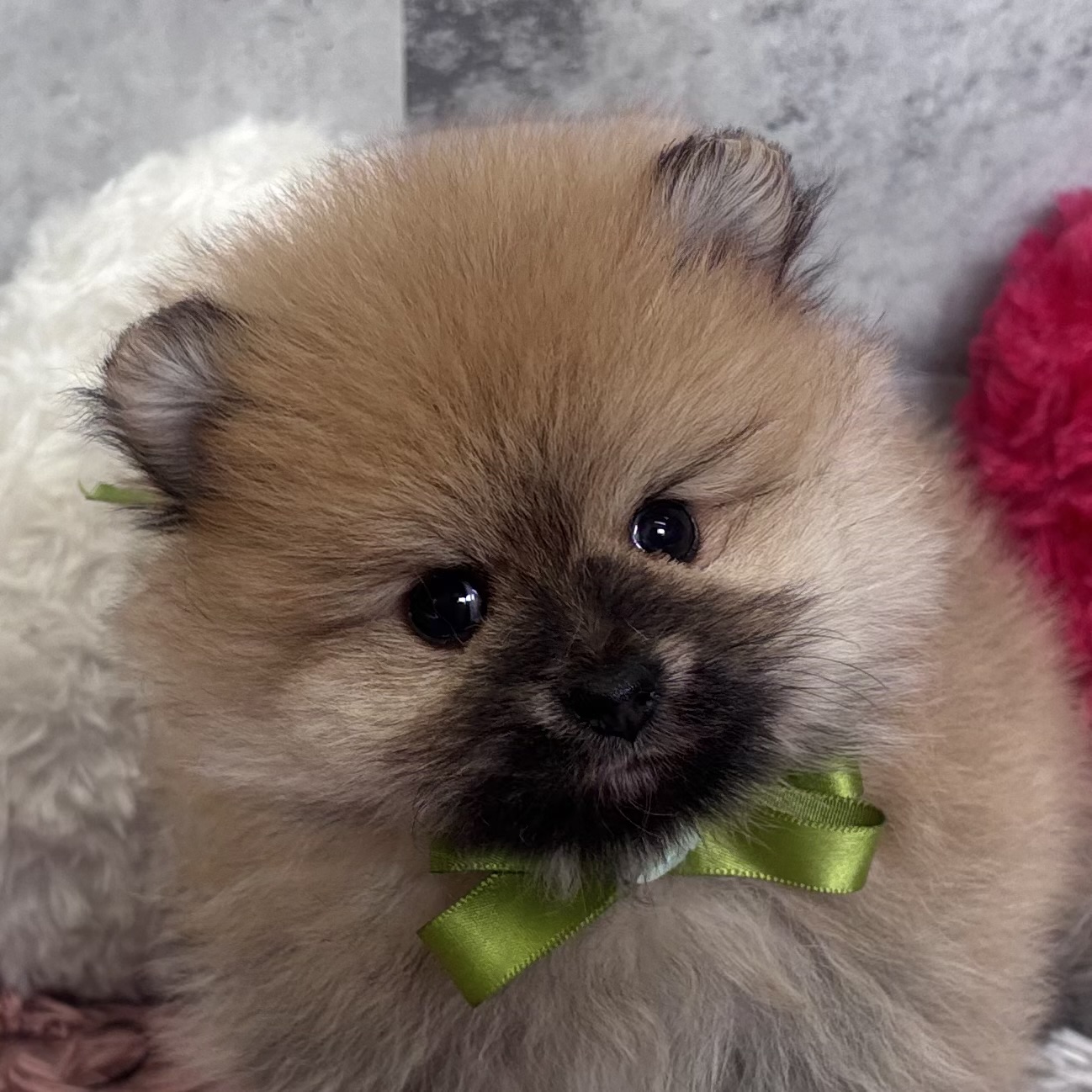 ポメラニアン男の子の写真