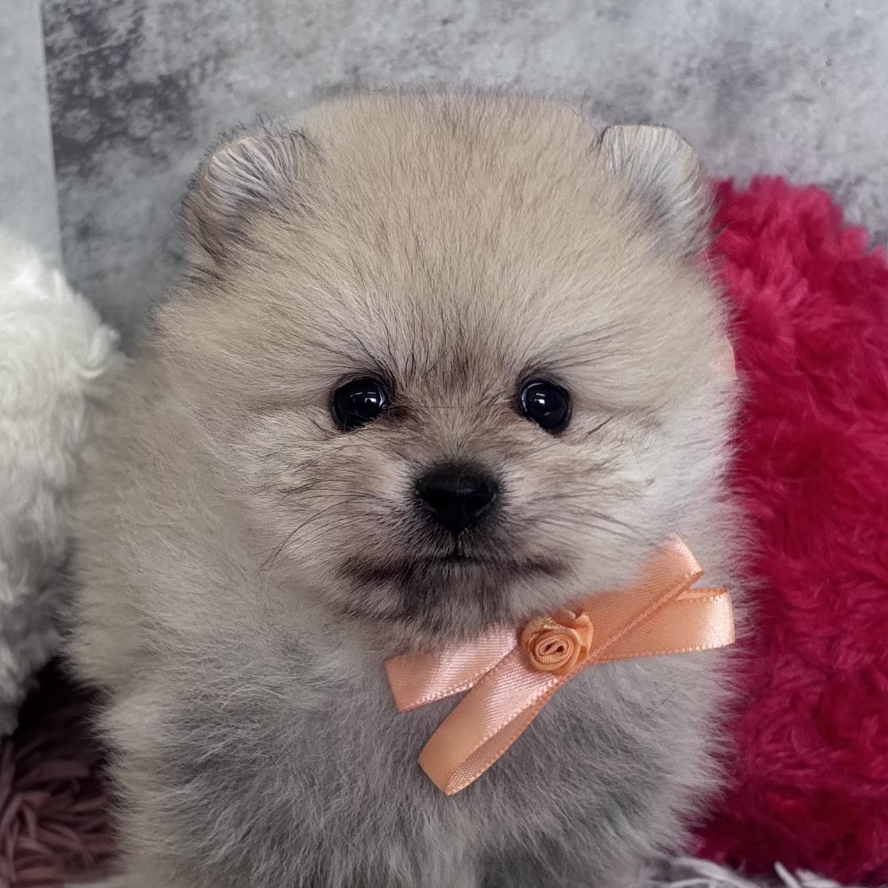 ポメラニアン男の子の写真