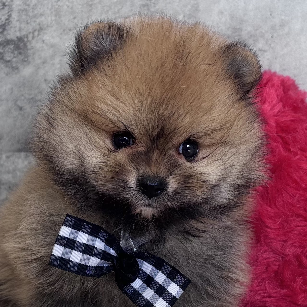 ポメラニアン男の子の写真