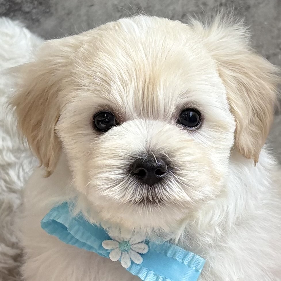 ハーフ犬男の子の写真