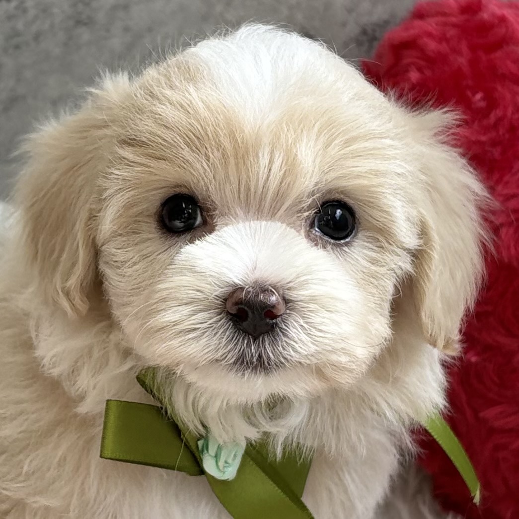 ハーフ犬男の子の写真