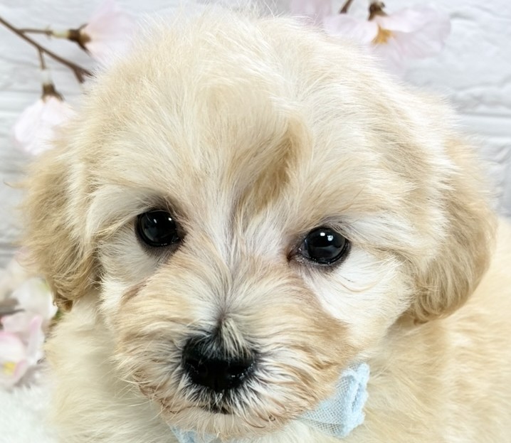 ハーフ犬男の子の写真