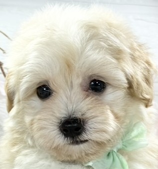 ハーフ犬男の子の写真