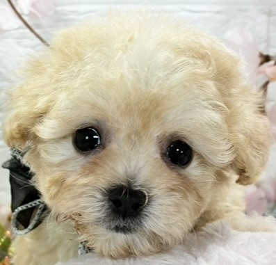 ハーフ犬女の子の写真