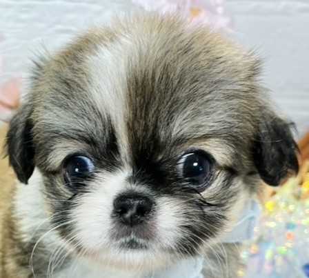 ハーフ犬女の子の写真