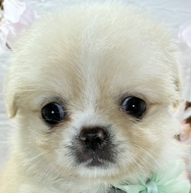 ハーフ犬女の子の写真