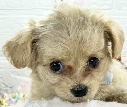 ハーフ犬男の子の写真