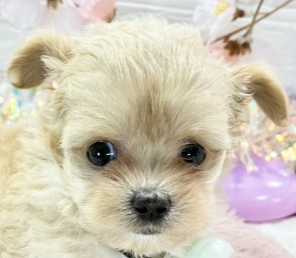 ハーフ犬女の子の写真