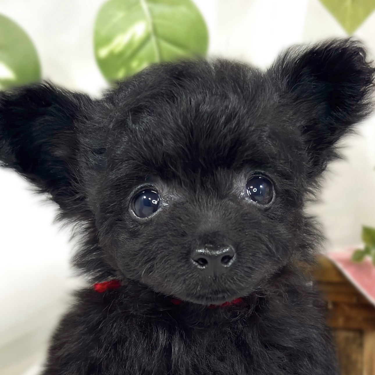 ハーフ犬女の子の写真