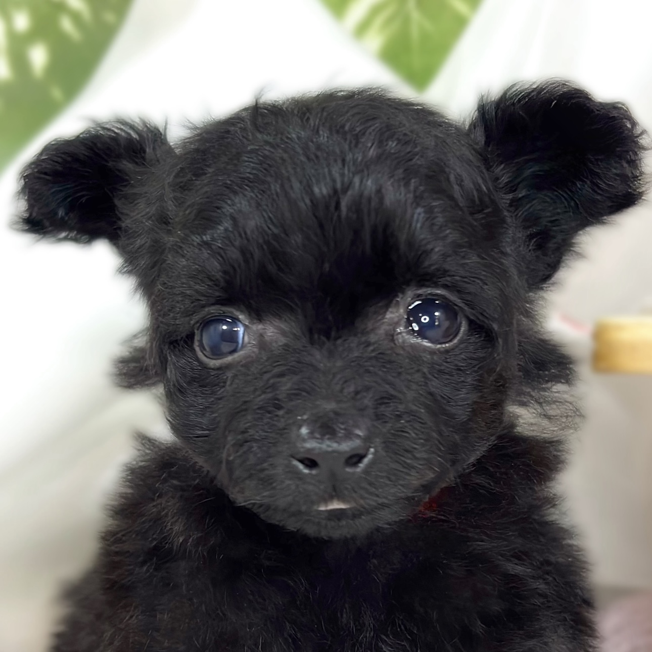ハーフ犬女の子の写真