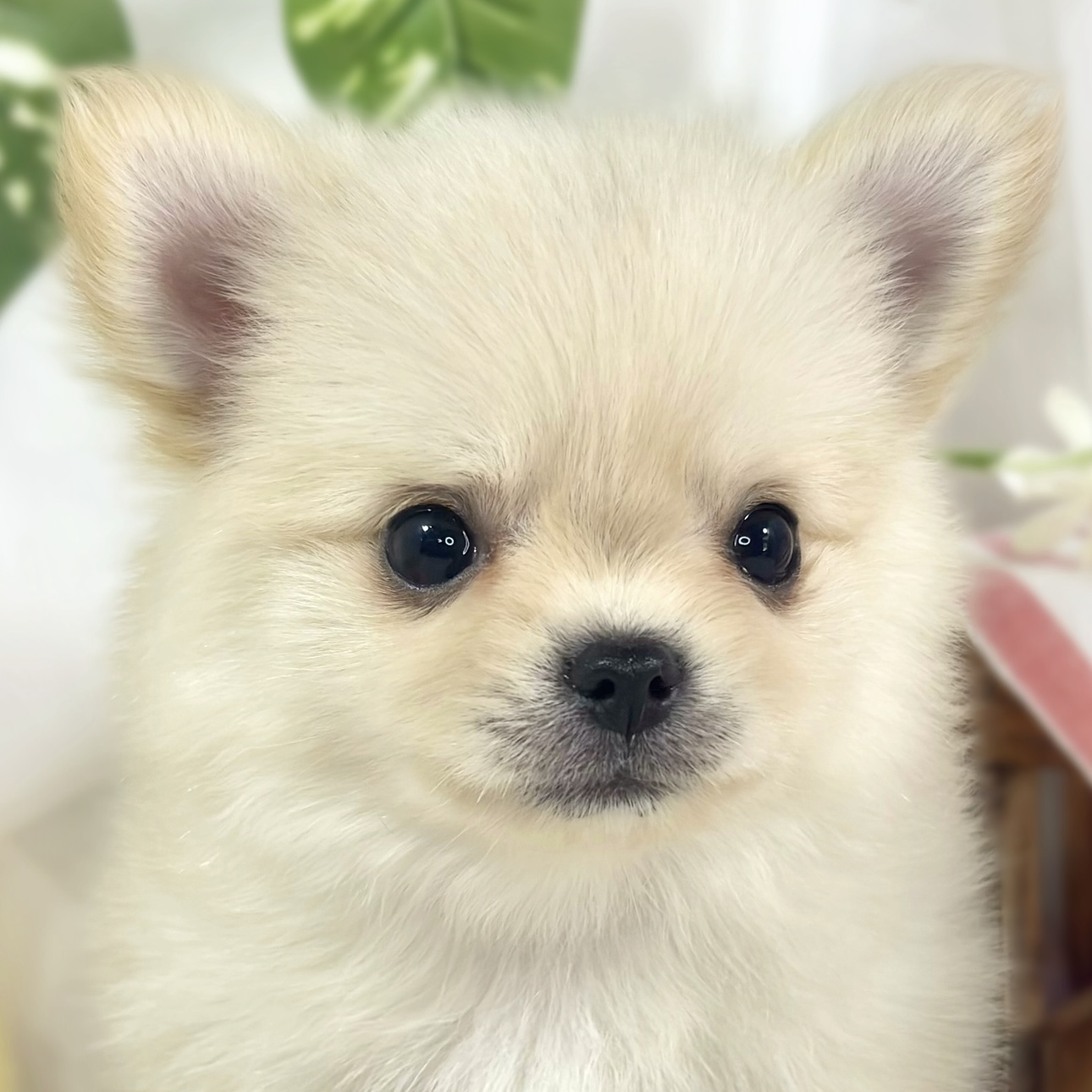 ハーフ犬男の子の写真