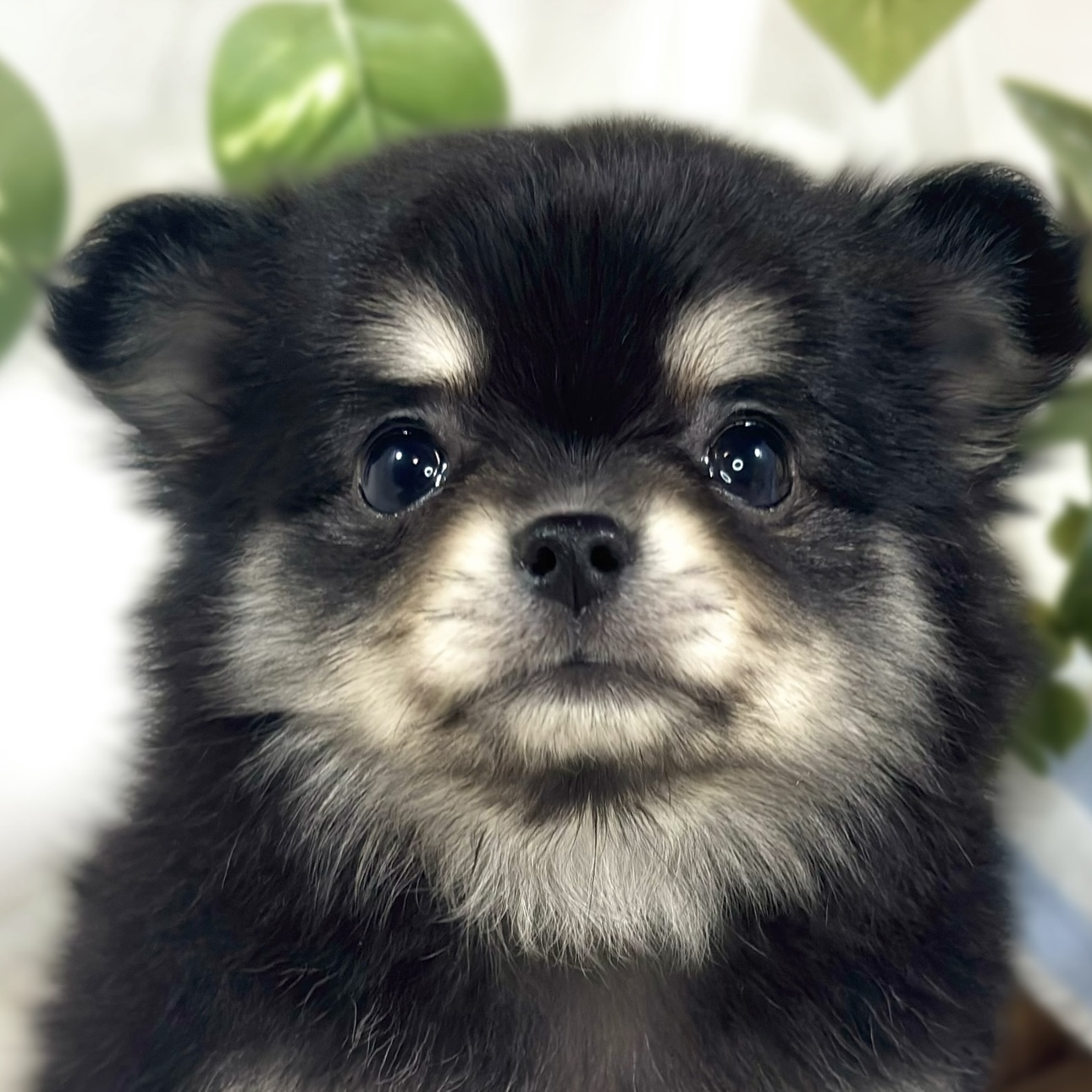 ハーフ犬女の子の写真