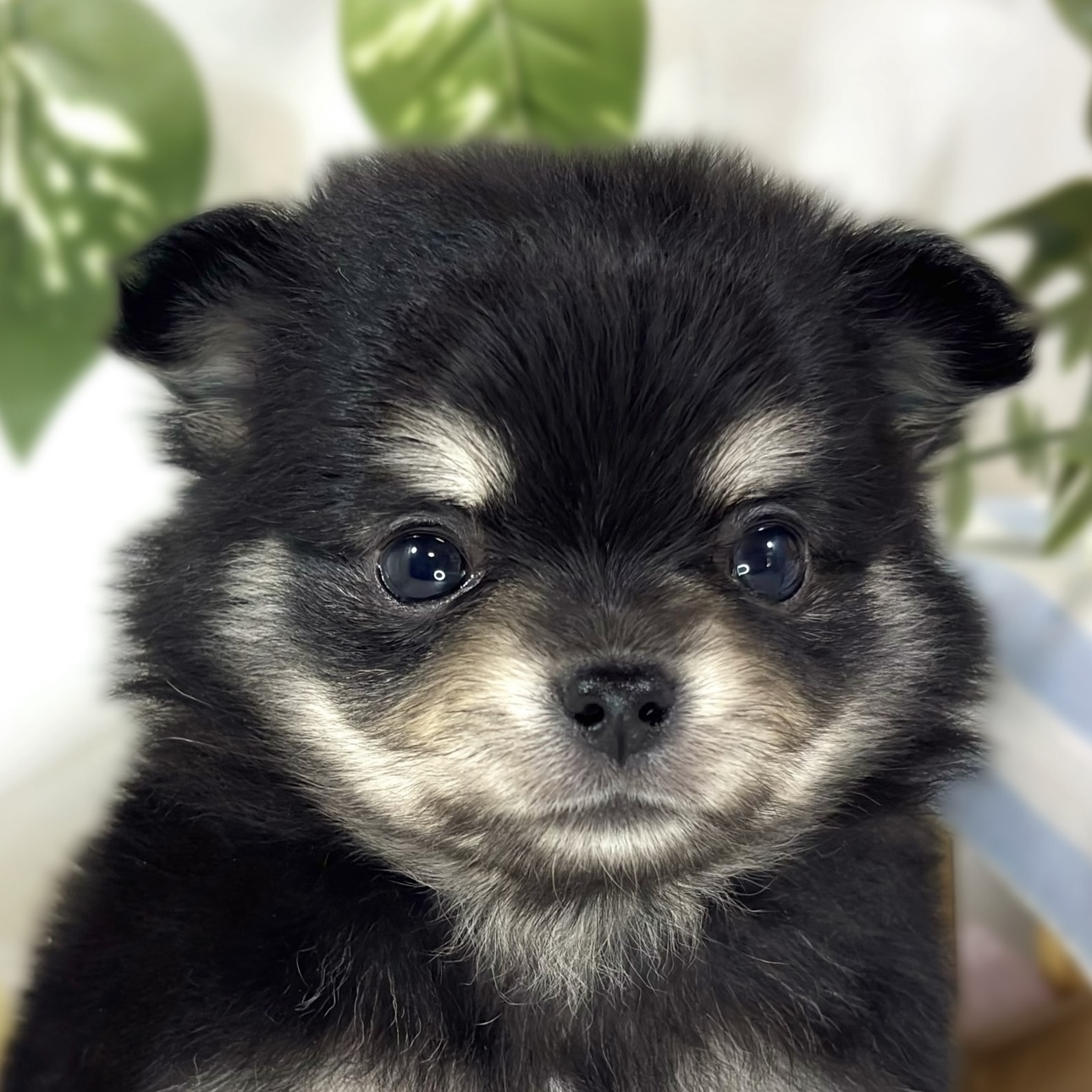 ハーフ犬女の子の写真
