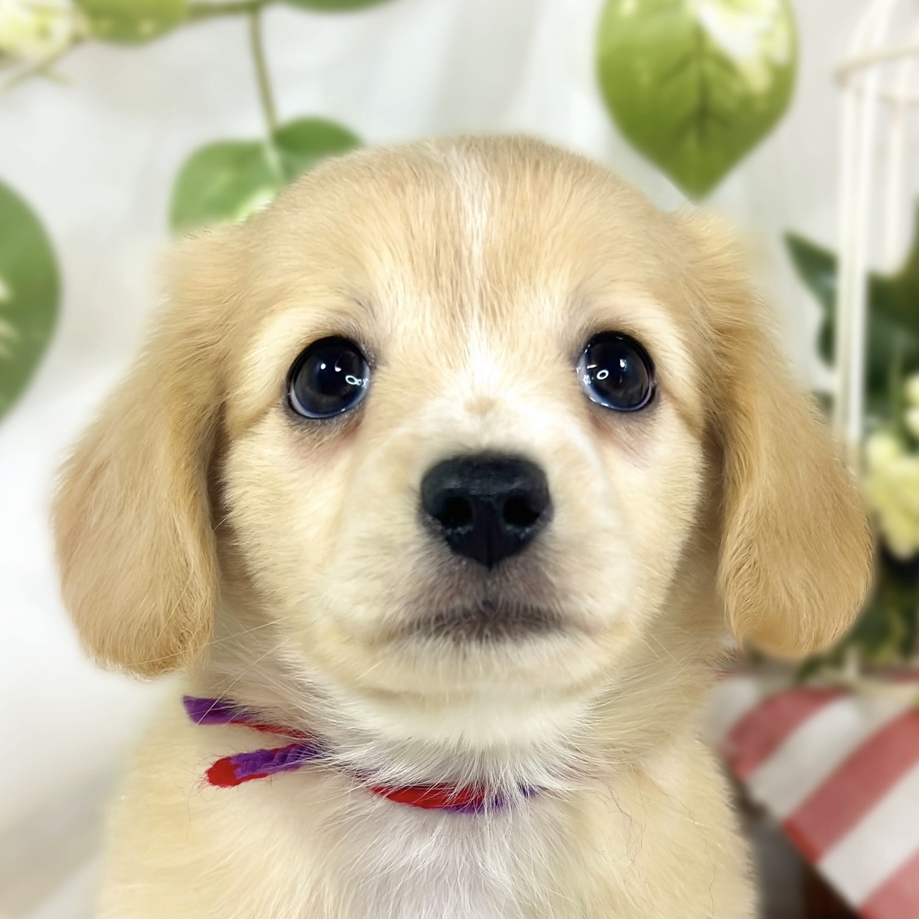 ハーフ犬女の子の写真
