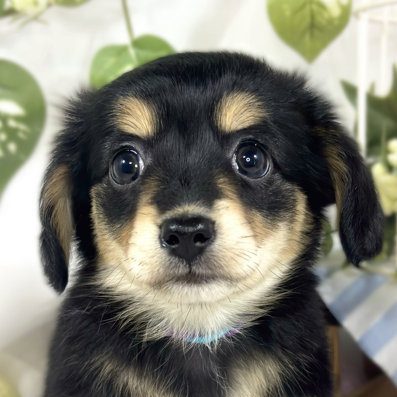ハーフ犬女の子の写真