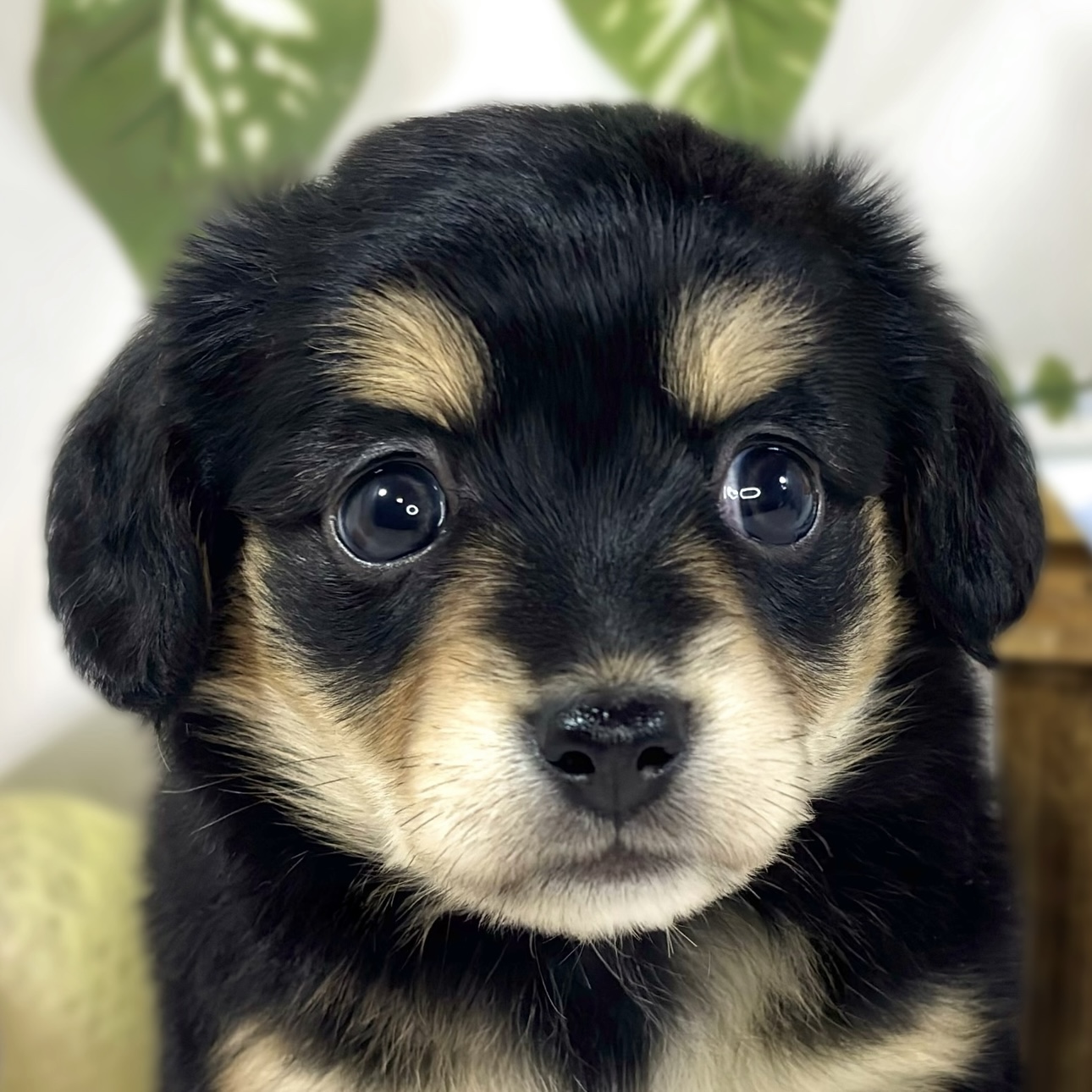 ハーフ犬女の子の写真
