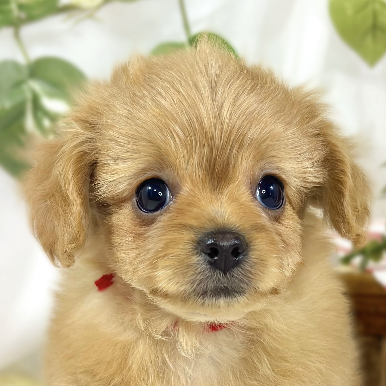 ハーフ犬女の子の写真