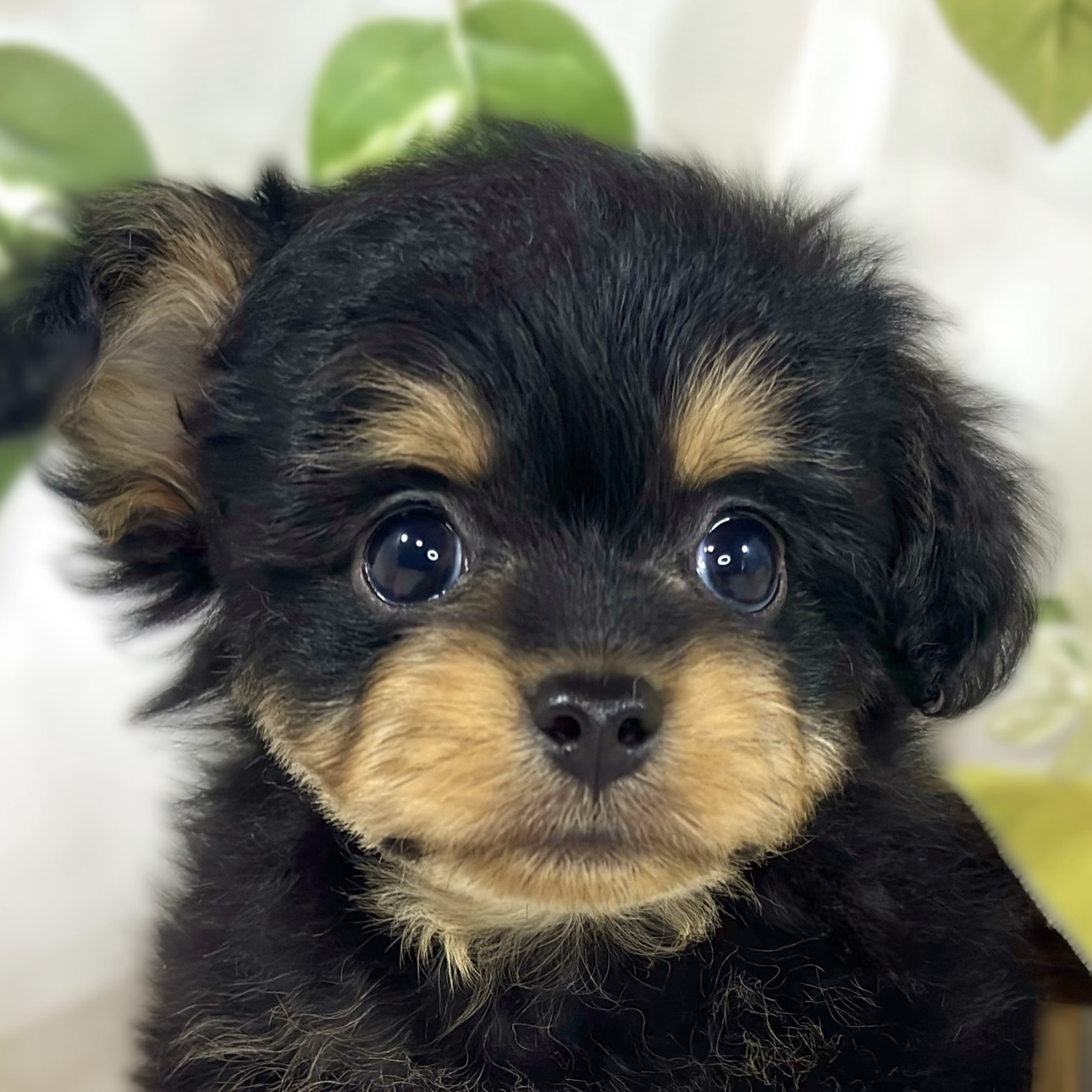 ハーフ犬男の子の写真