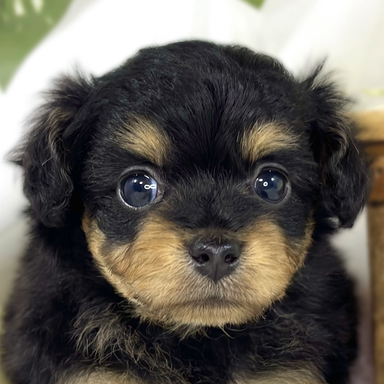 ハーフ犬男の子の写真