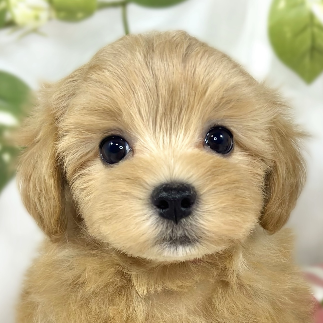 ハーフ犬女の子の写真