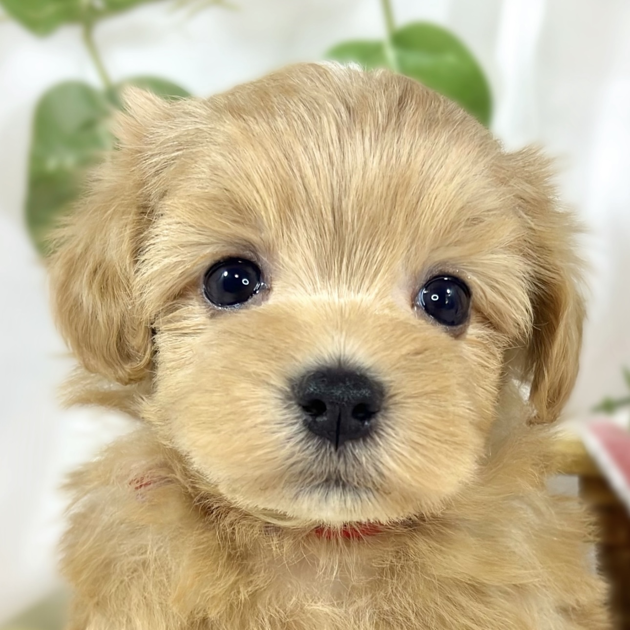ハーフ犬女の子の写真