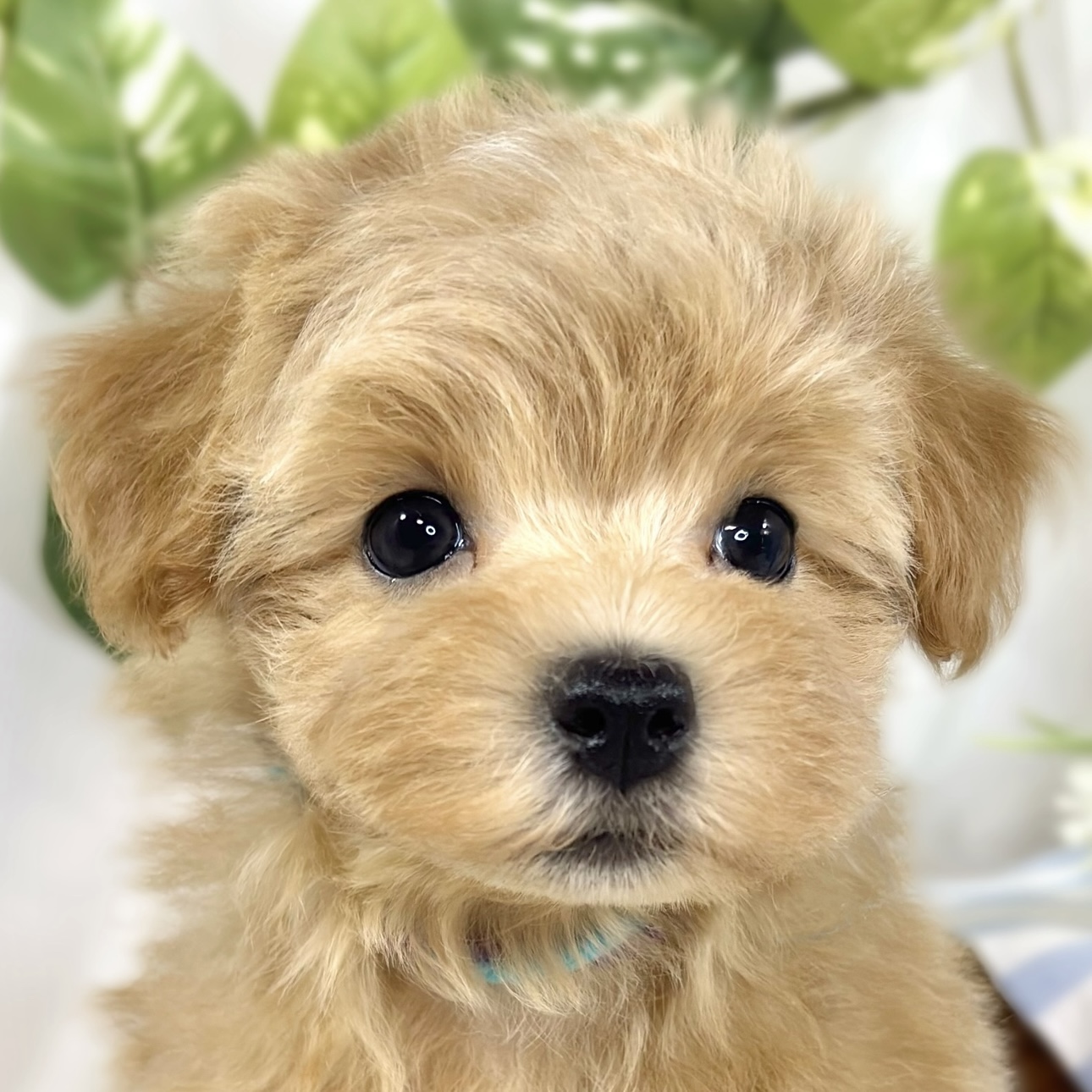ハーフ犬男の子の写真