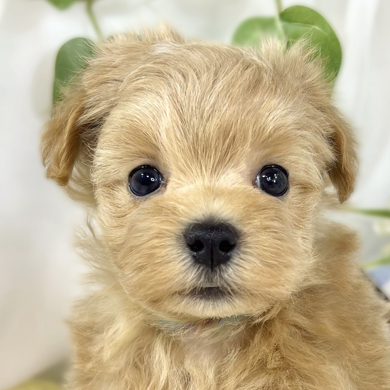 ハーフ犬男の子の写真