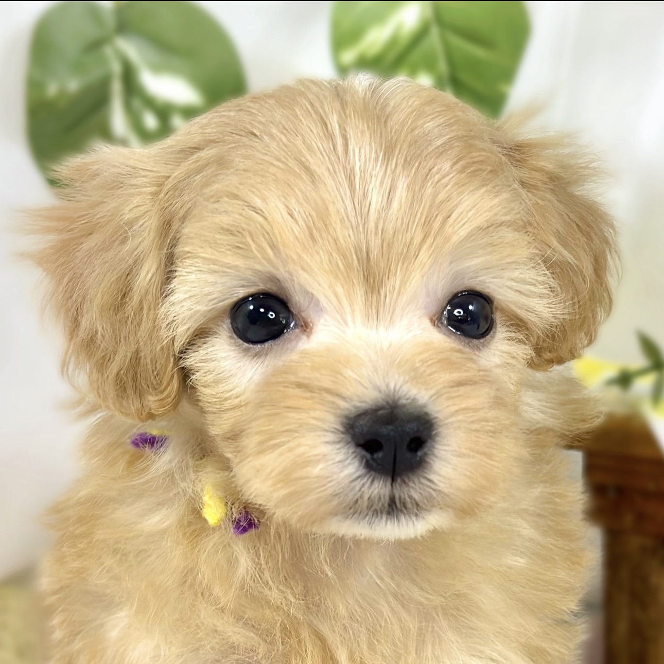 ハーフ犬女の子の写真