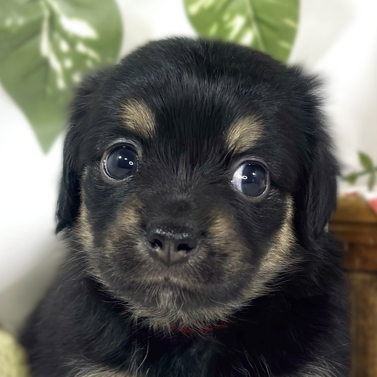 ハーフ犬女の子の写真
