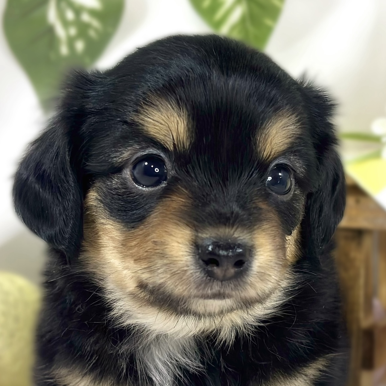 ハーフ犬男の子の写真