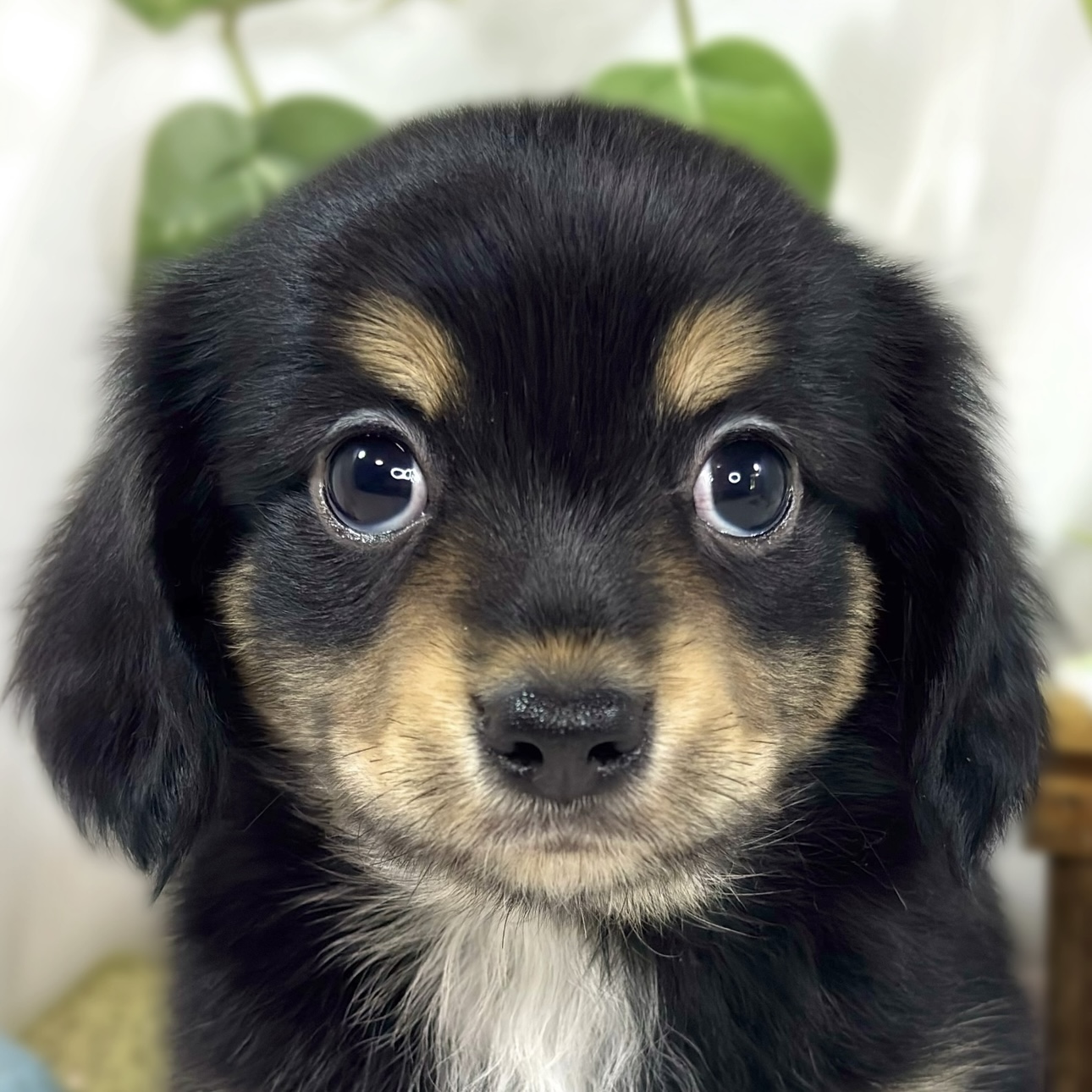 ハーフ犬男の子の写真