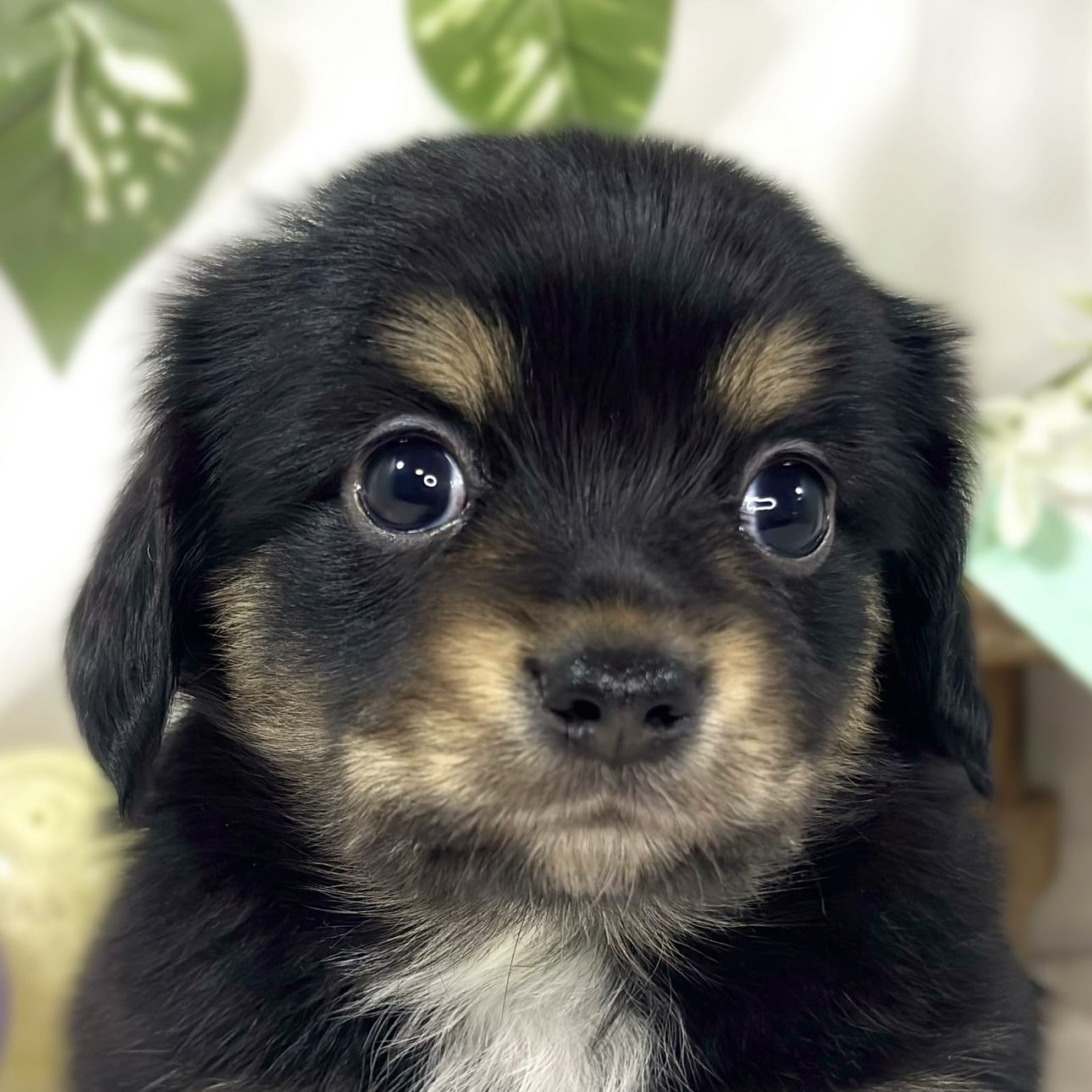 ハーフ犬男の子の写真