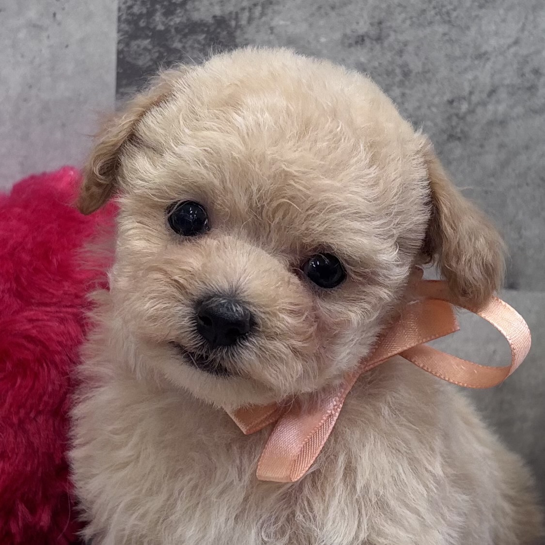 ハーフ犬男の子の写真