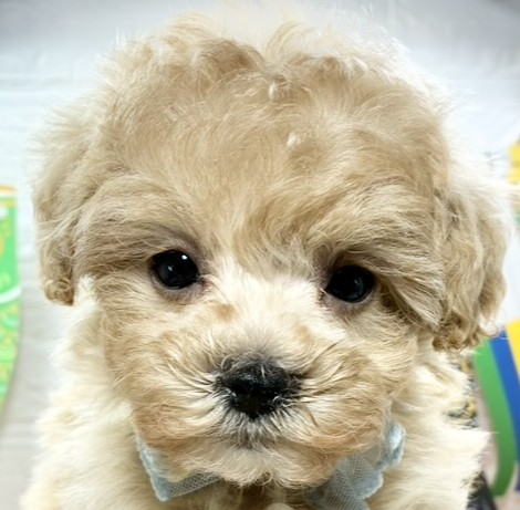 ハーフ犬女の子の写真